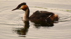 Haubentaucher (13).JPG